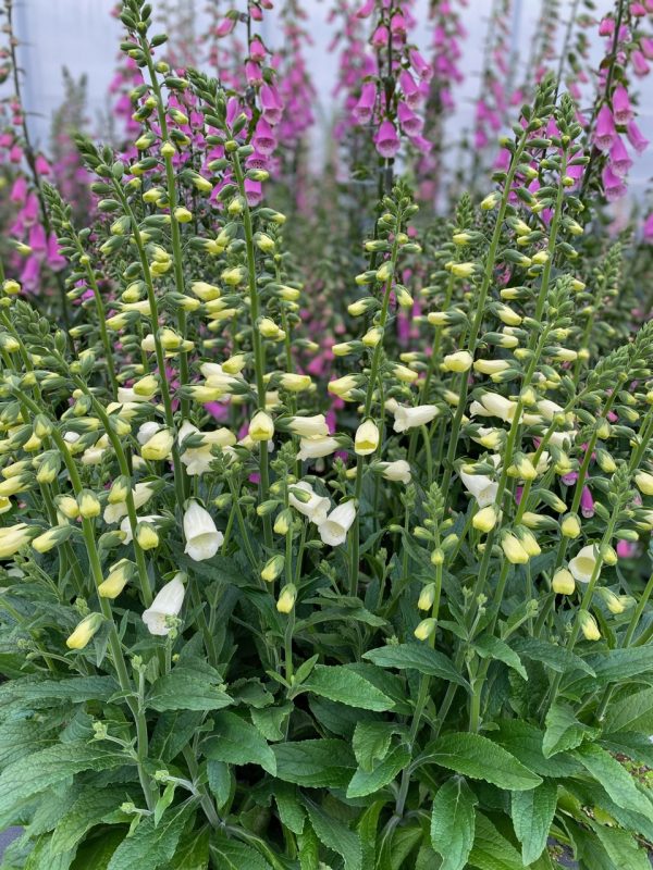 Digitalis 'Lucas White' Digitalis 'Lucas White'
