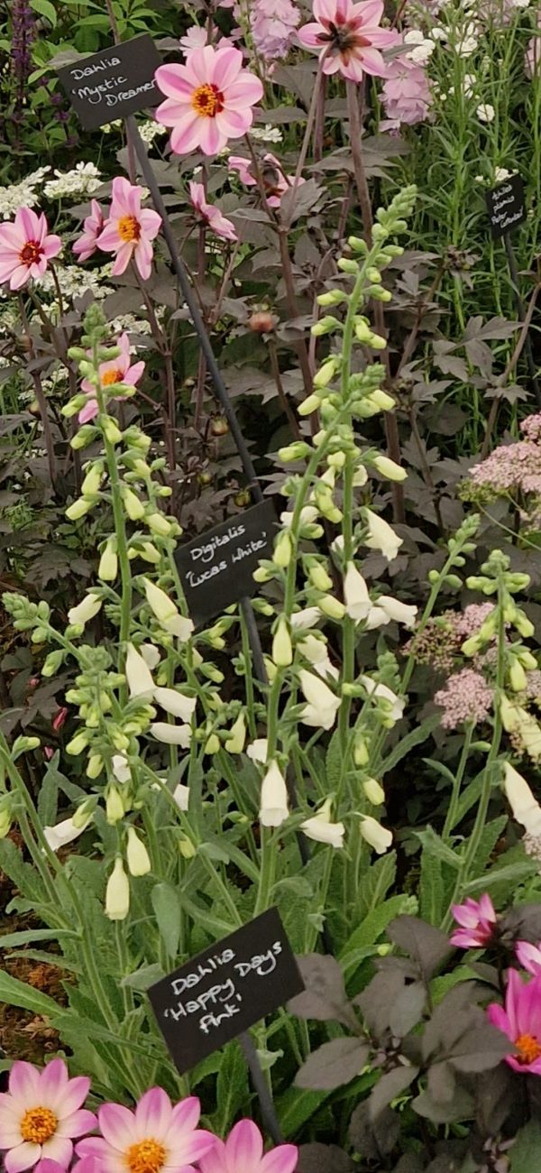 Digitalis 'Lucas White' Digitalis 'Lucas White'