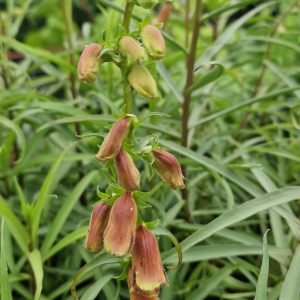 Digitalis obscura ‘Dusky Maid’