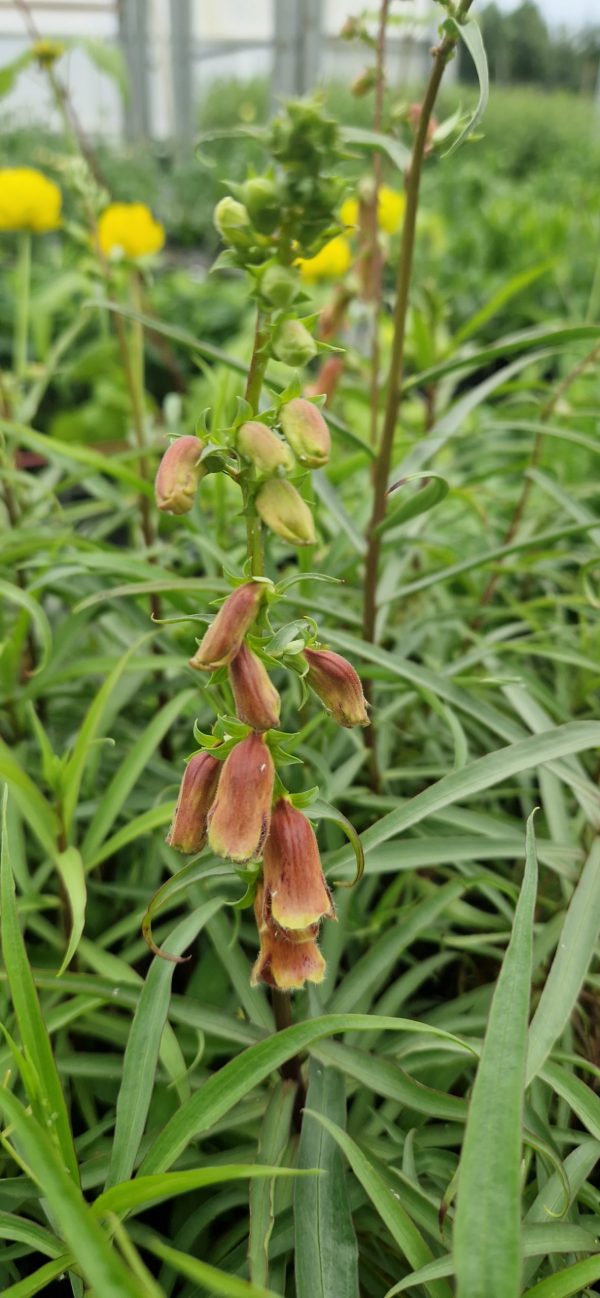 Digitalis obscura ‘Dusky Maid’ Digitalis obscura ‘Dusky Maid’