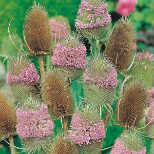 Dipsacus fullonum (Teasel)