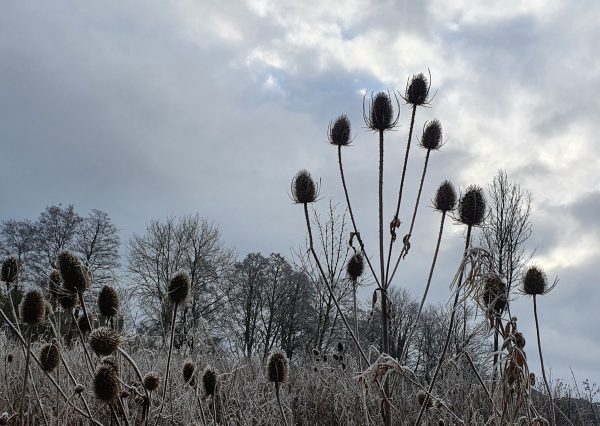 Dipsacus fullonum (Teasel)2 Dipsacus fullonum (Teasel)