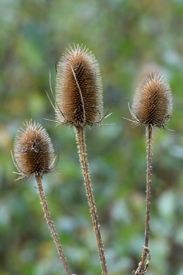 Dipsacus fullonum Dipsacus fullonum (Teasel)