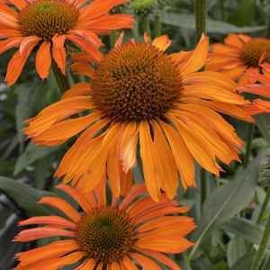 Echinacea Prima 'Saffron'