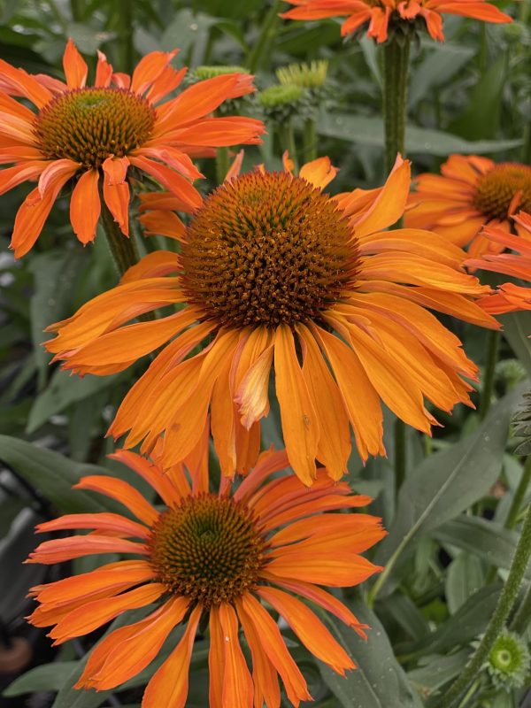 Echinacea Prima 'Saffron'