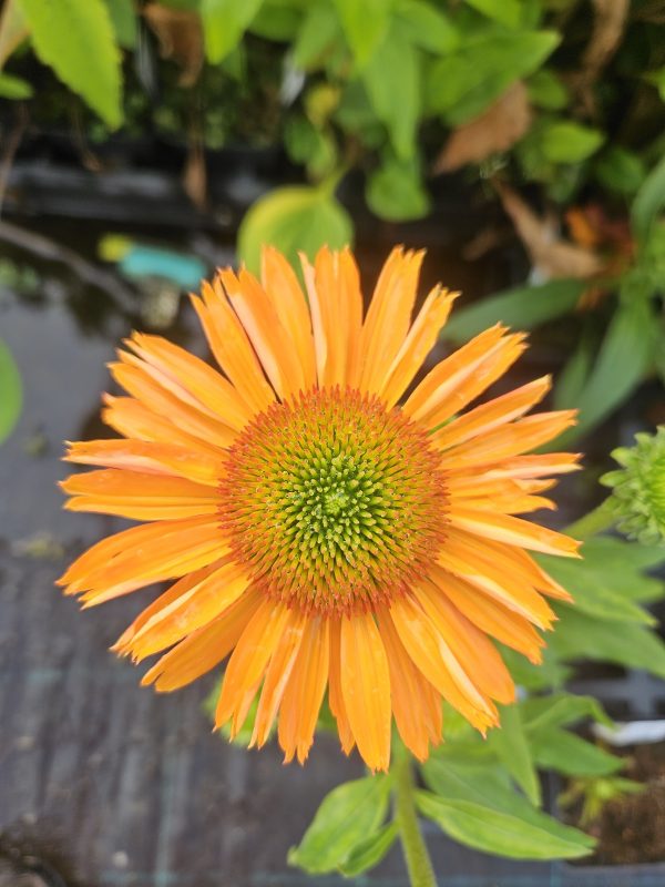 Echinacea Prima 'Saffron'