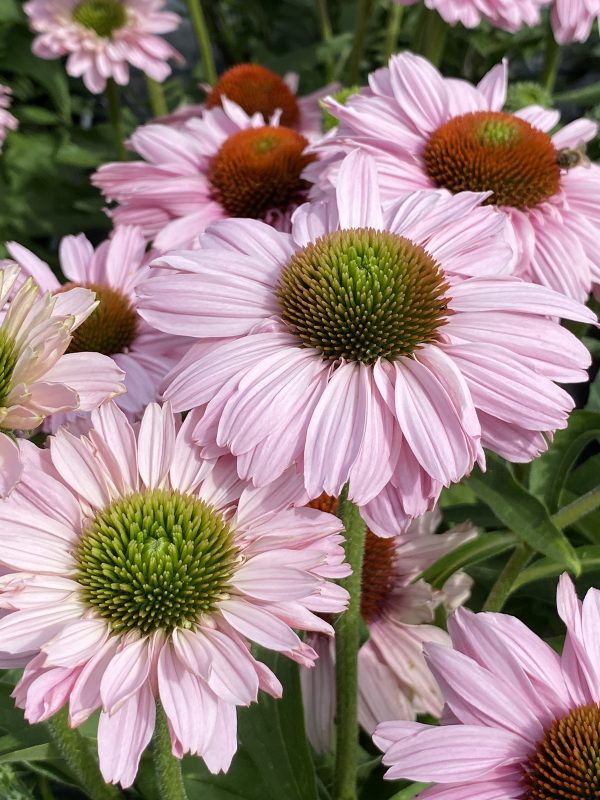 Echinacea 'Sunseekers Blush'2 Echinacea 'Sunseekers Blush'