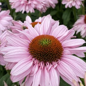 Echinacea 'Sunseekers Blush'