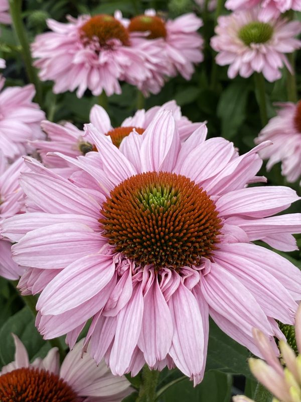 Echinacea 'Sunseekers Blush'2 Echinacea 'Sunseekers Blush'