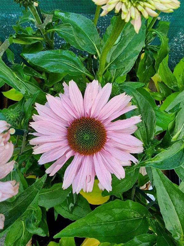 Echinacea 'Sunseekers Blush'3 Echinacea 'Sunseekers Blush'
