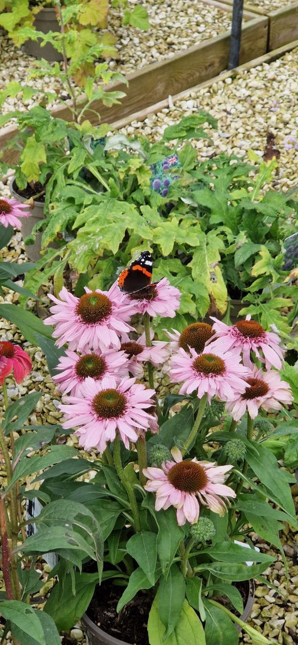 Echinacea 'Sunseekers Blush'4 Echinacea 'Sunseekers Blush'
