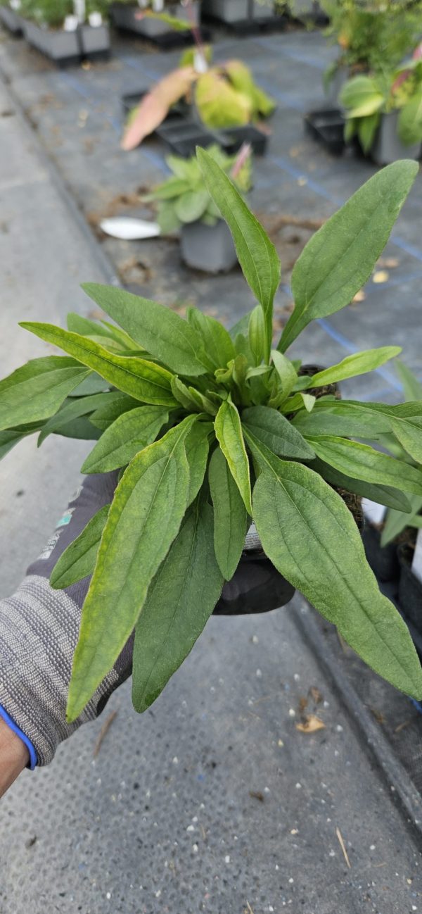Echinacea 'Sunseekers Clementine' Echinacea 'Sunseekers Clementine'