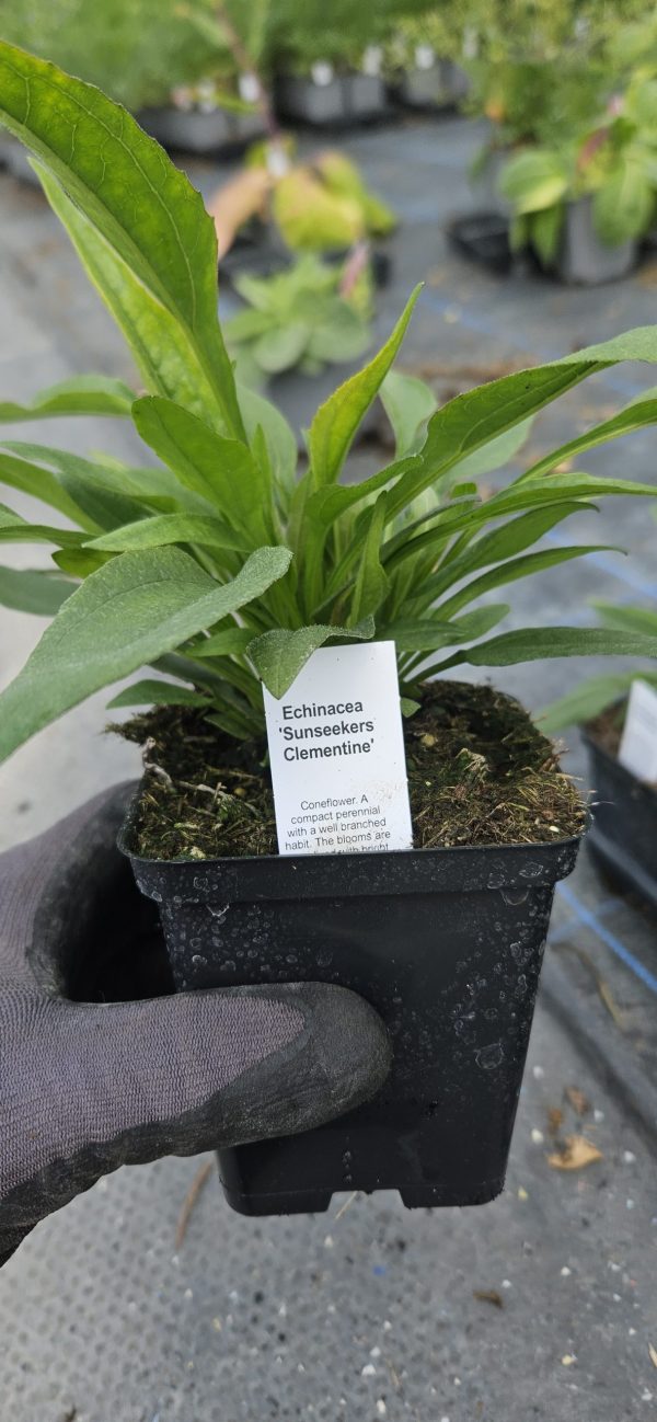 Echinacea 'Sunseekers Clementine' 2 Echinacea 'Sunseekers Clementine'