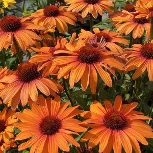 Echinacea 'Sunseekers Clementine'