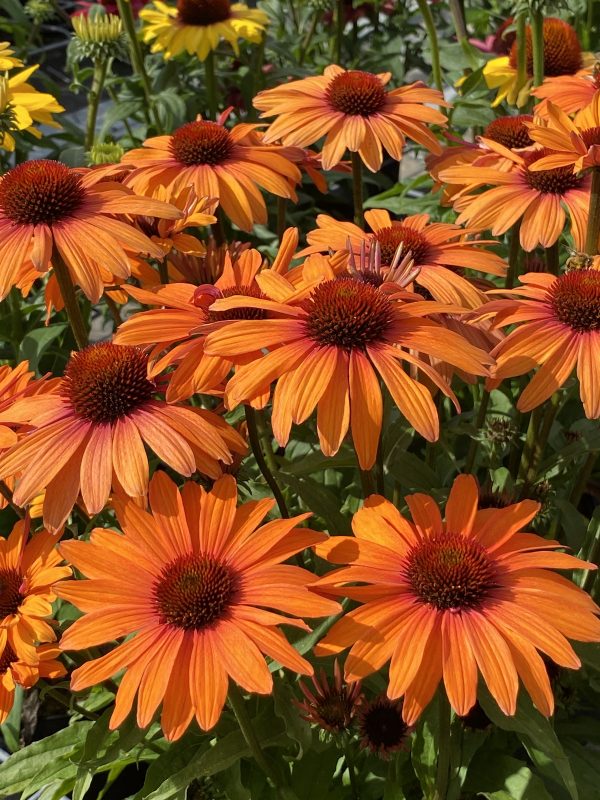 Echinacea 'Sunseekers Clementine' Echinacea 'Sunseekers Clementine'