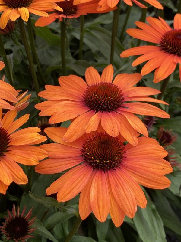 Echinacea 'Sunseekers Clementine'2 Echinacea 'Sunseekers Clementine'