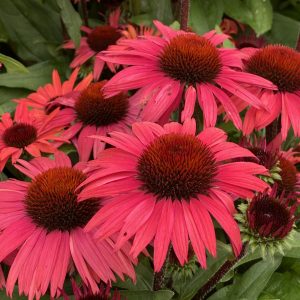 Echinacea 'Sunseekers Pomegranate'