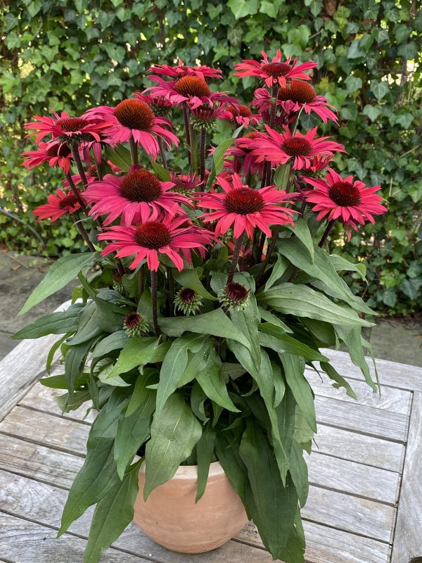 Echinacea 'Sunseekers Pomegranate'