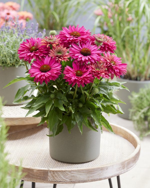 Echinacea Sunseekers Sweet Fuchia Echinacea 'Sunseekers Sweet Fuchsia'