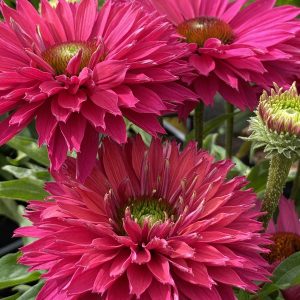 Echinacea 'Sunseekers Sweet Fuchsia'