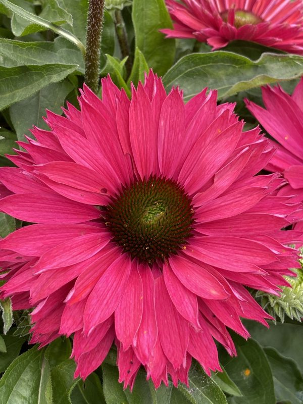 Echinacea 'Sunseekers Sweet Fuchsia'3 Echinacea 'Sunseekers Sweet Fuchsia'