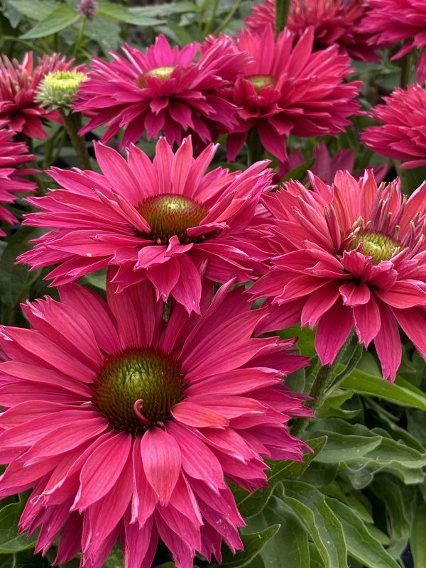Echinacea 'Sunseekers Sweet Fuchsia'4 Echinacea 'Sunseekers Sweet Fuchsia'