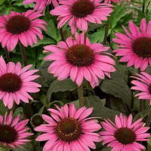 Echinacea purpurea 'Little Magnus'