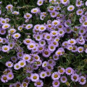 Erigeron 'Wayne Roderick'