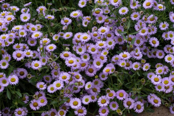 Erigeron 'Wayne Roderick' 2 Erigeron 'Wayne Roderick'