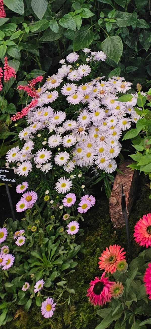 Erigeron 'Wayne Roderick' Erigeron 'Wayne Roderick'