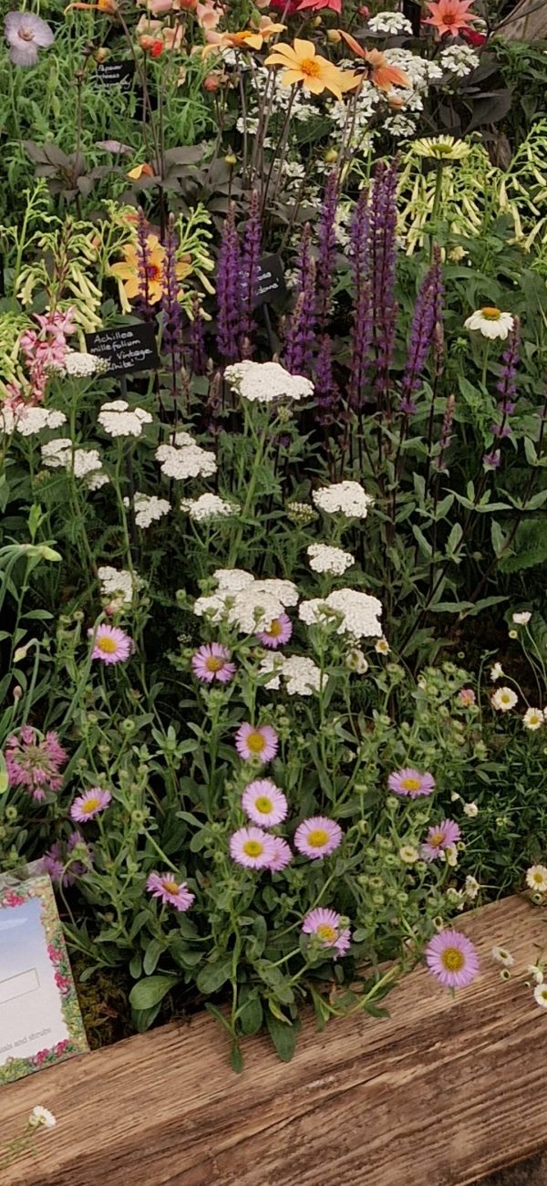 Erigeron 'Wayne Roderick'3 Erigeron 'Wayne Roderick'