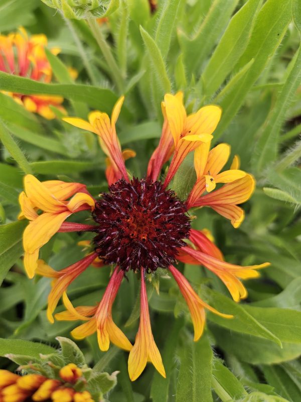 Gaillardia x grandiflora 'Fanfare Amber Glow' Gaillardia x grandiflora 'Fanfare Amber Glow'
