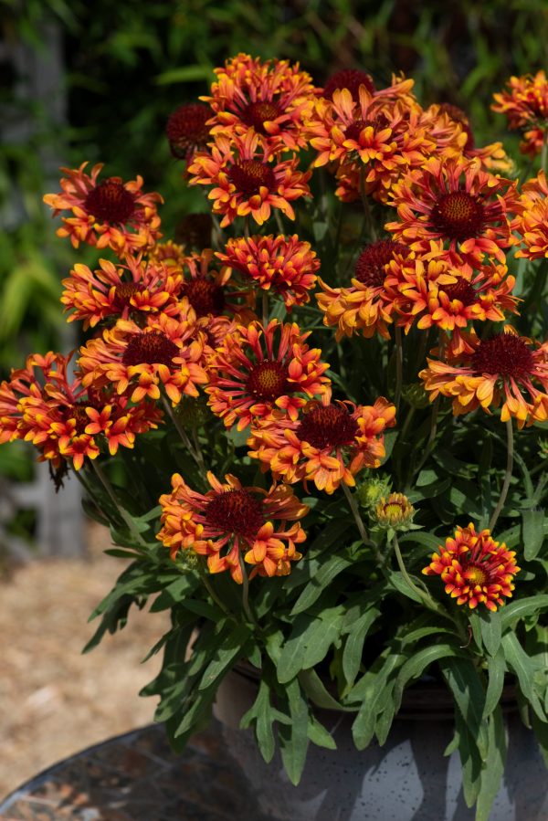 Gaillardia x grandiflora 'Fanfare Amber Glow'