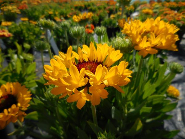 Gaillardia x grandiflora 'Fanfare Citronella'