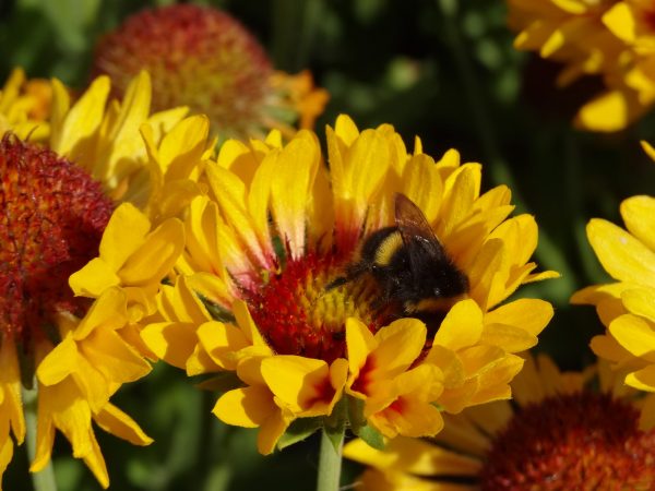 Gaillardia x grandiflora 'Fanfare Citronella' 2