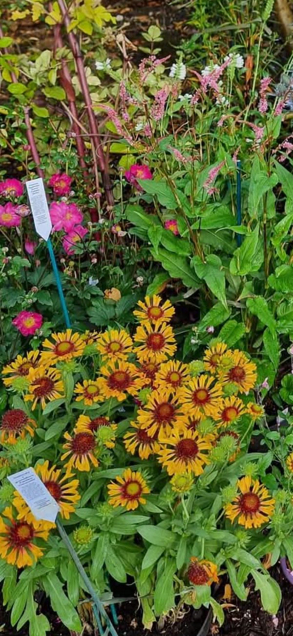 Gaillardia x grandiflora 'Fanfare Citronella' Gaillardia x grandiflora 'Fanfare Citronella'
