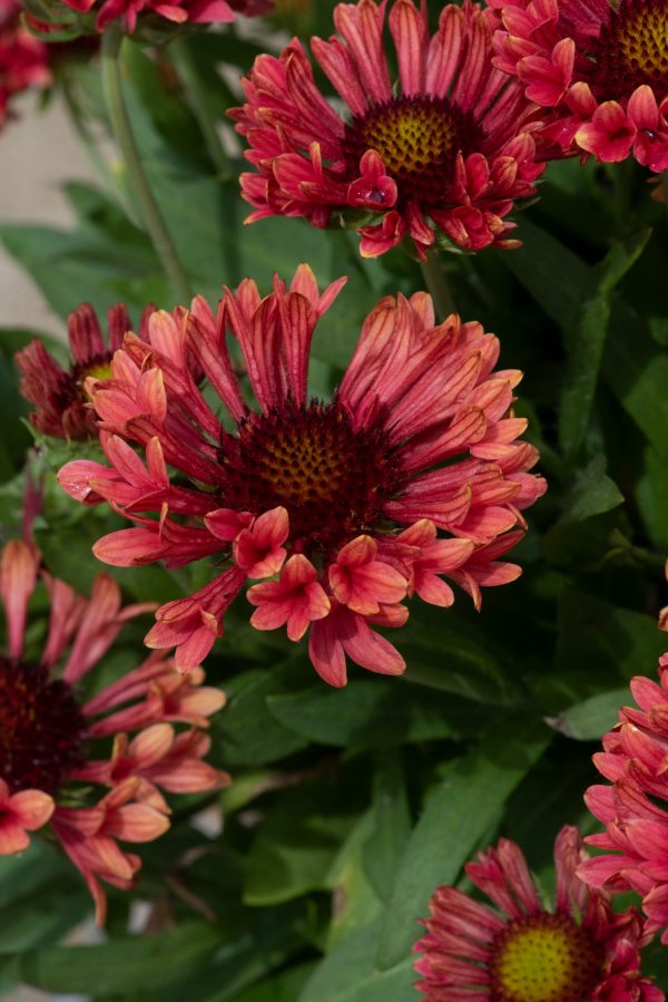 Gaillardia x grandiflora 'Fanfare Coral Glow'