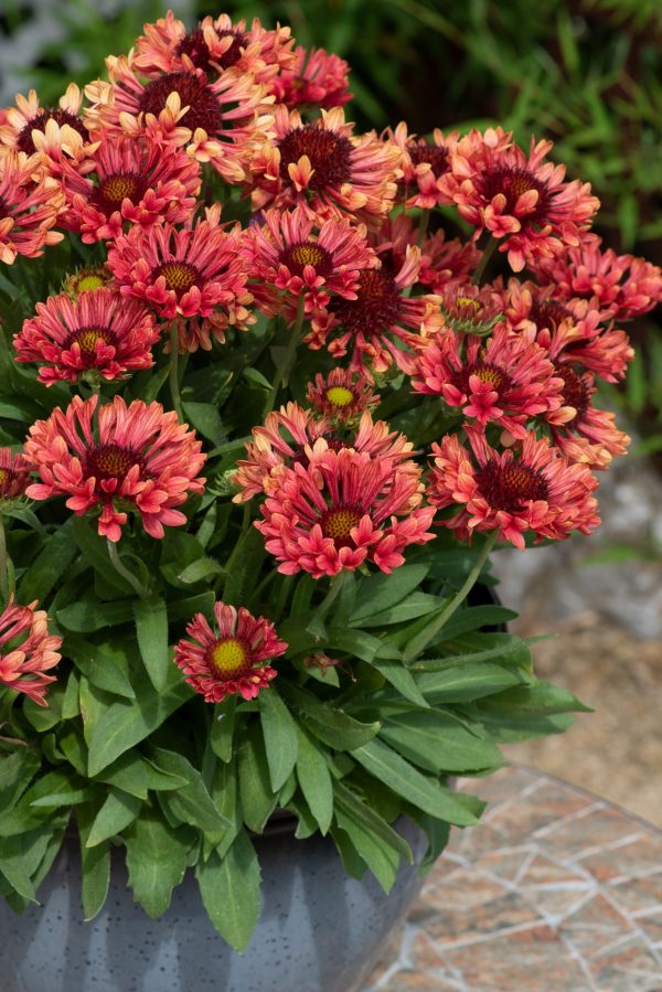 Gaillardia x grandiflora 'Fanfare Coral Glow' 2