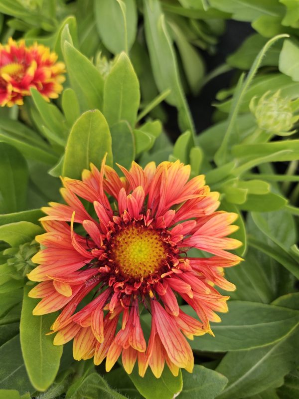 Gaillardia x grandiflora 'Sunset Orange Ruffles' Gaillardia x grandiflora 'Sunset Orange Ruffles'
