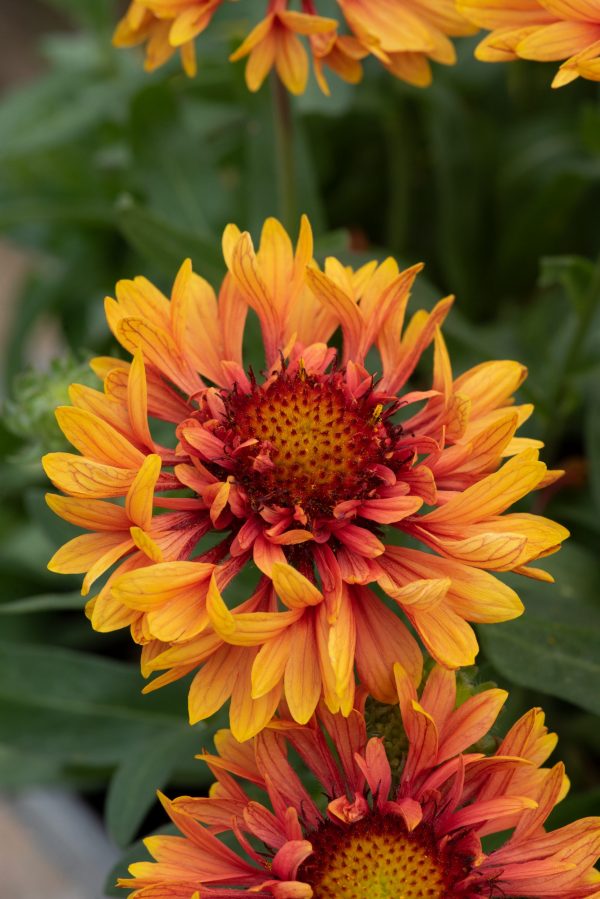 Gaillardia x grandiflora 'Sunset Orange Ruffles'2