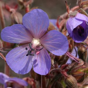 Geranium pratense 'Hocus Pocus'