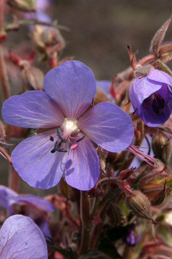 Geranium pratense 'Hocus Pocus' Geranium pratense 'Hocus Pocus'