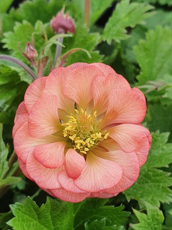 Geum 'Salmon Delight'
