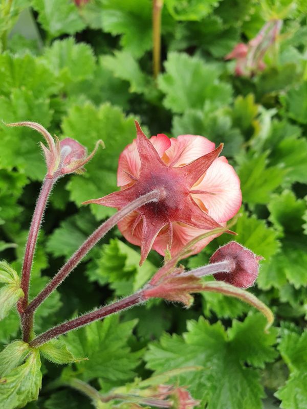 Geum 'Salmon Delight'