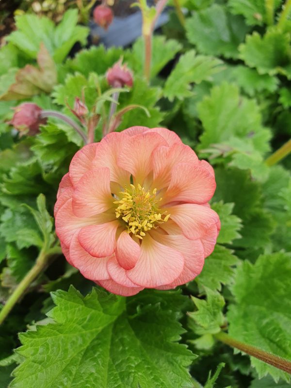 Geum 'Salmon Delight'