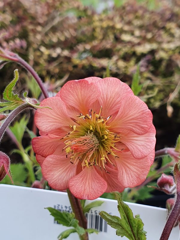 Geum 'Salmon Delight'