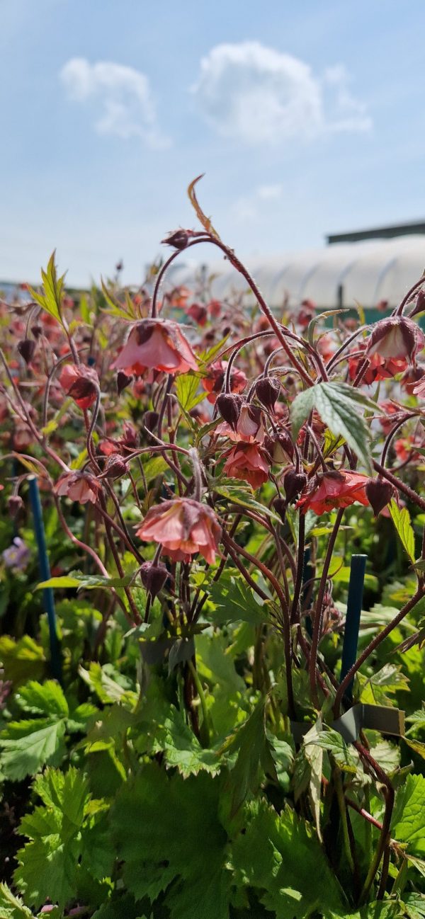 Geum rivale ‘Leonard’s Variety’ Geum rivale ‘Leonard’s Variety’