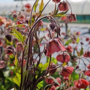 Geum rivale ‘Leonard’s Variety’