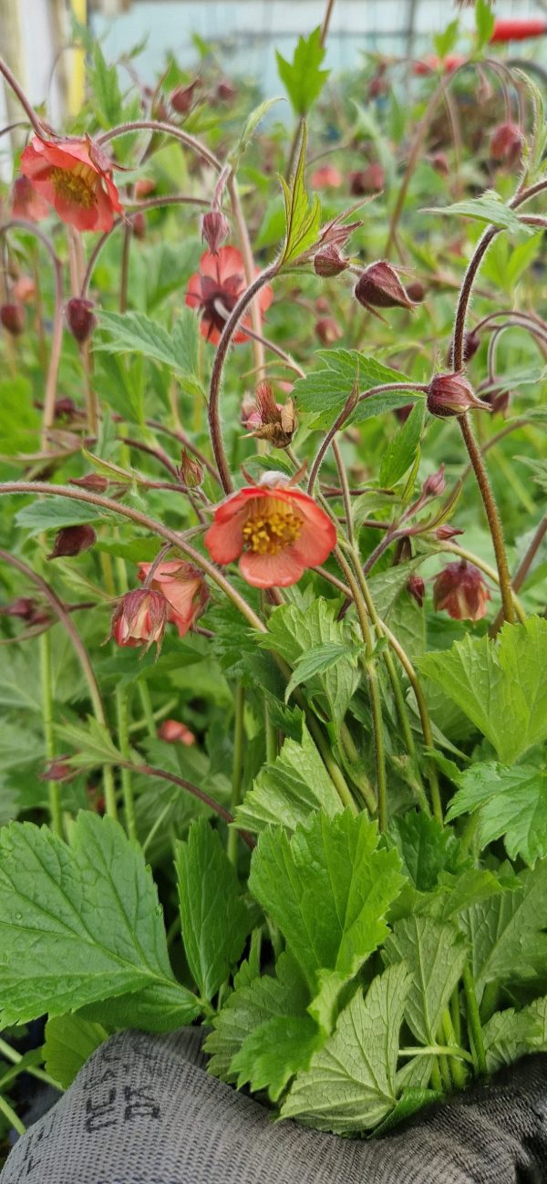 Geum rivale ‘Leonard’s Variety’4 Geum rivale ‘Leonard’s Variety’