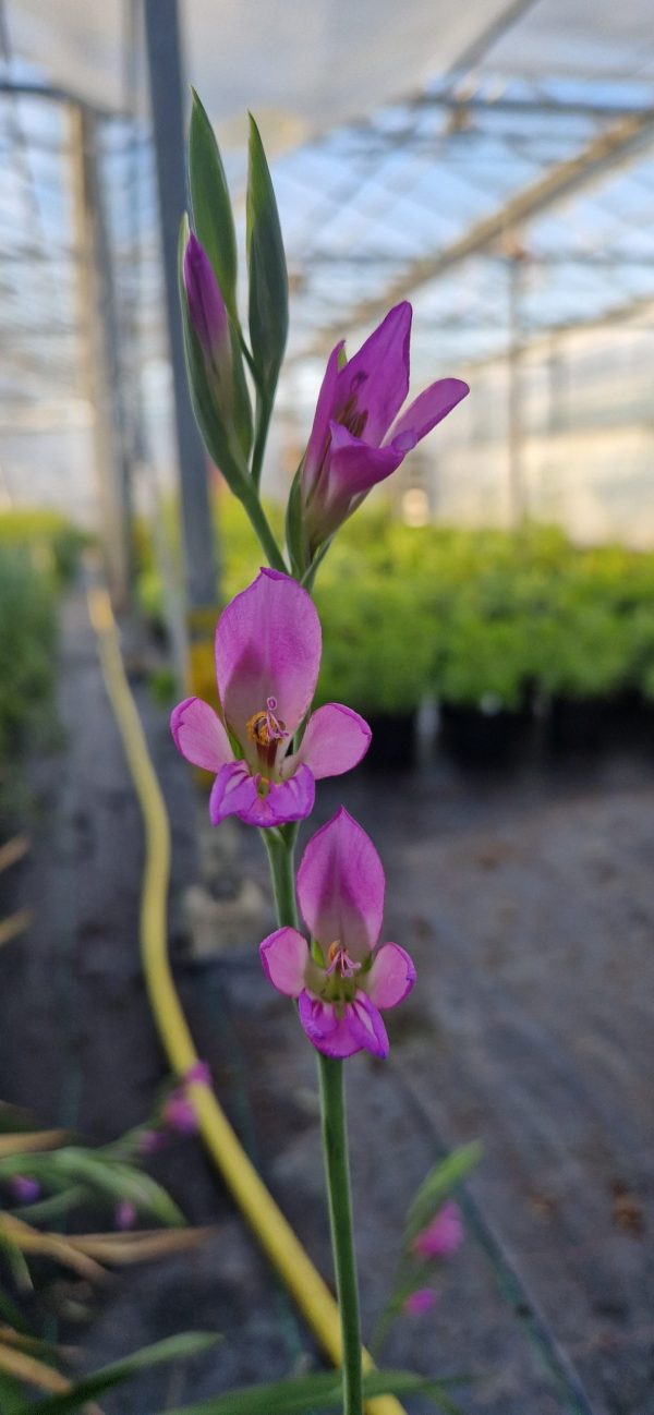 Gladiolus communis ssp. byzantinus